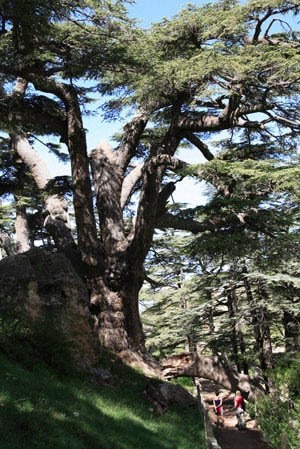 Escape From New York The Ancient  Cedar  Trees  Of Lebanon 