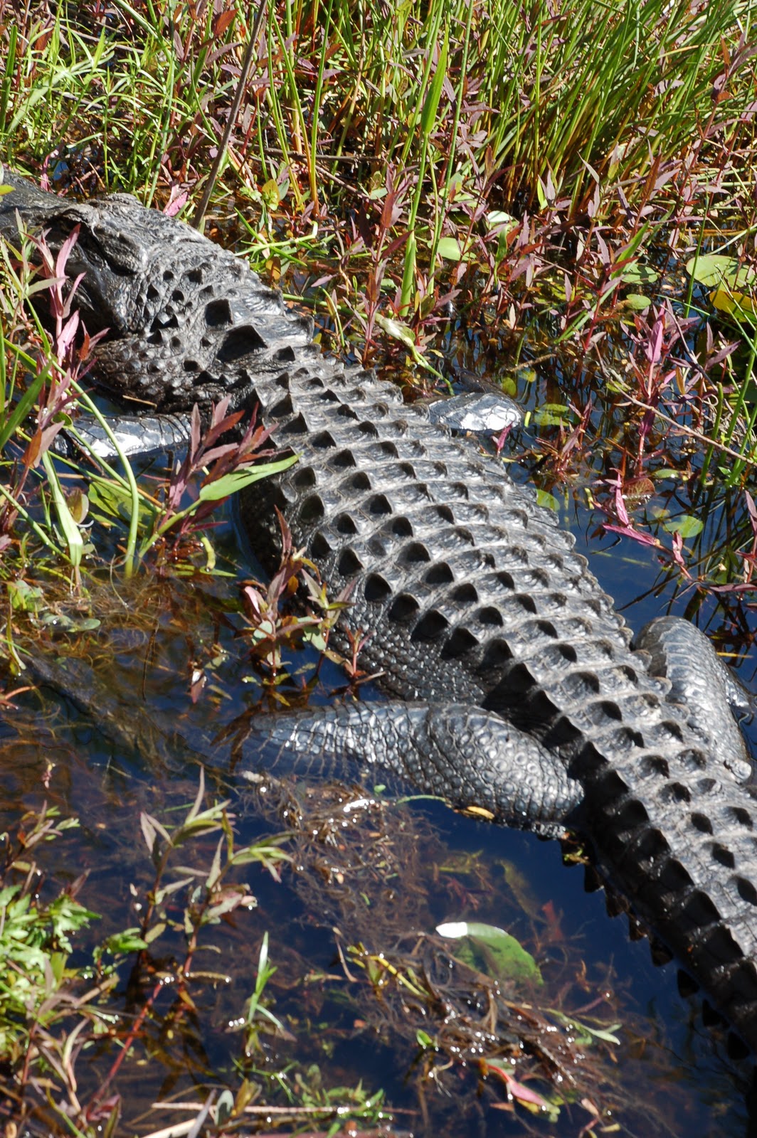 Natural World EDventures Get Outside in Valdosta GA Grand Bay WMA