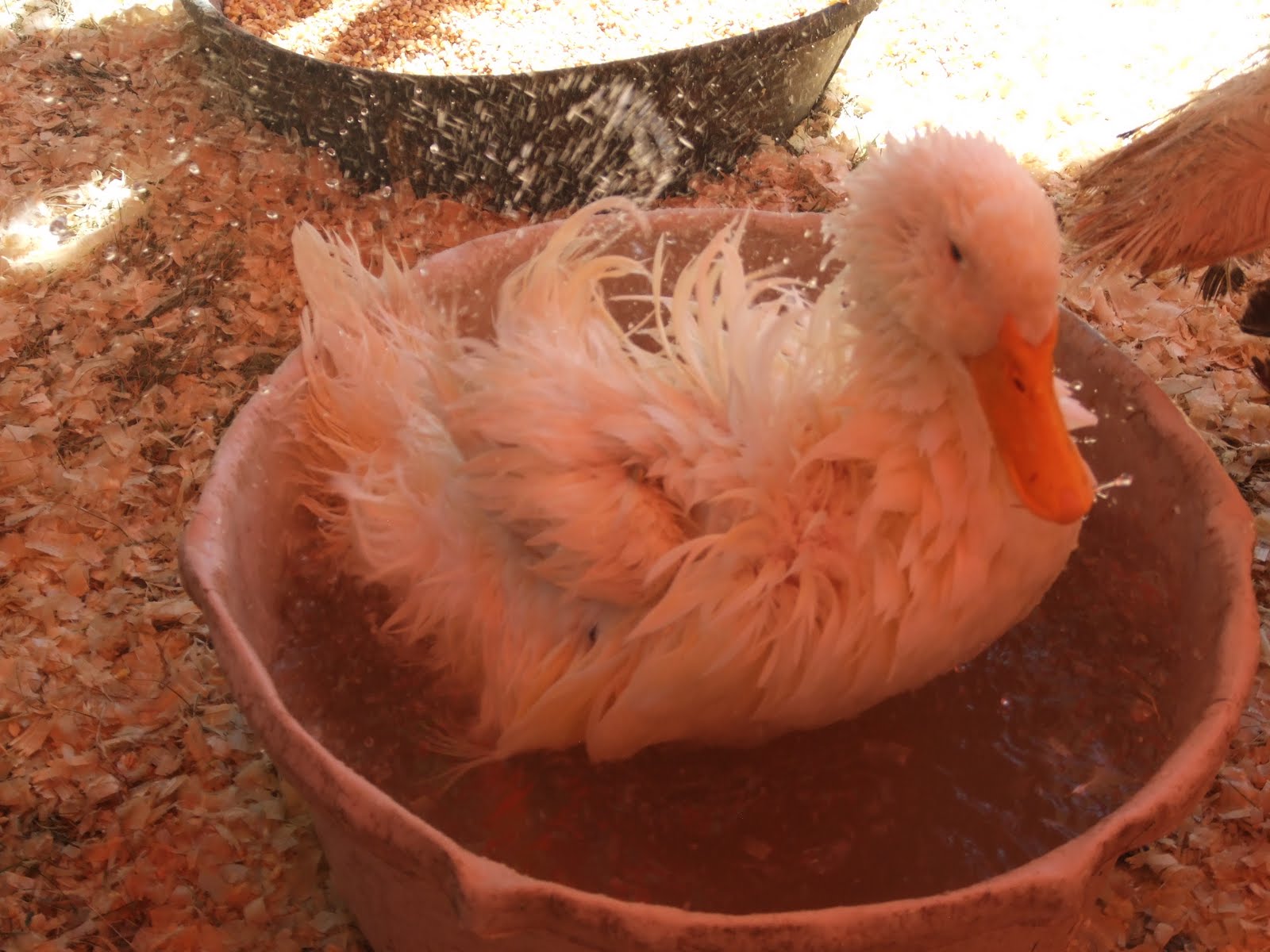 Shake off that water and just dive right back into learning!