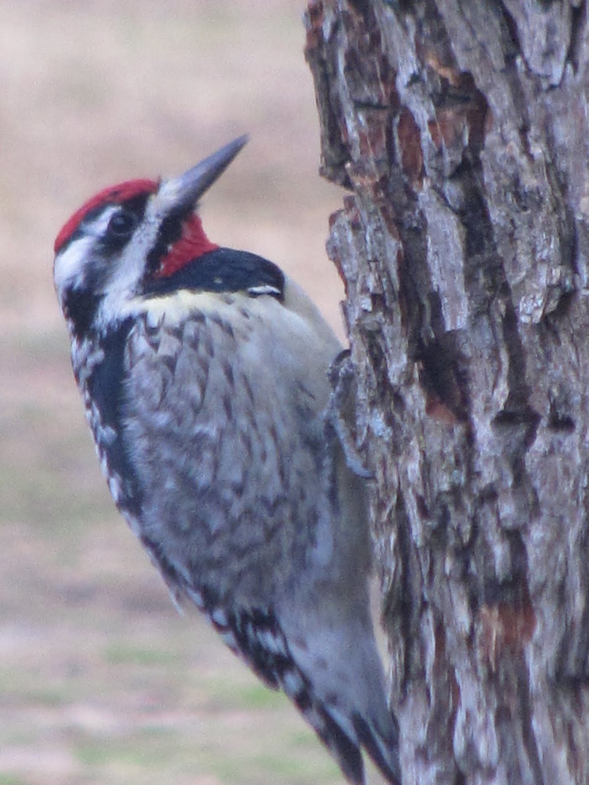 [wood+pecker+028.jpg]