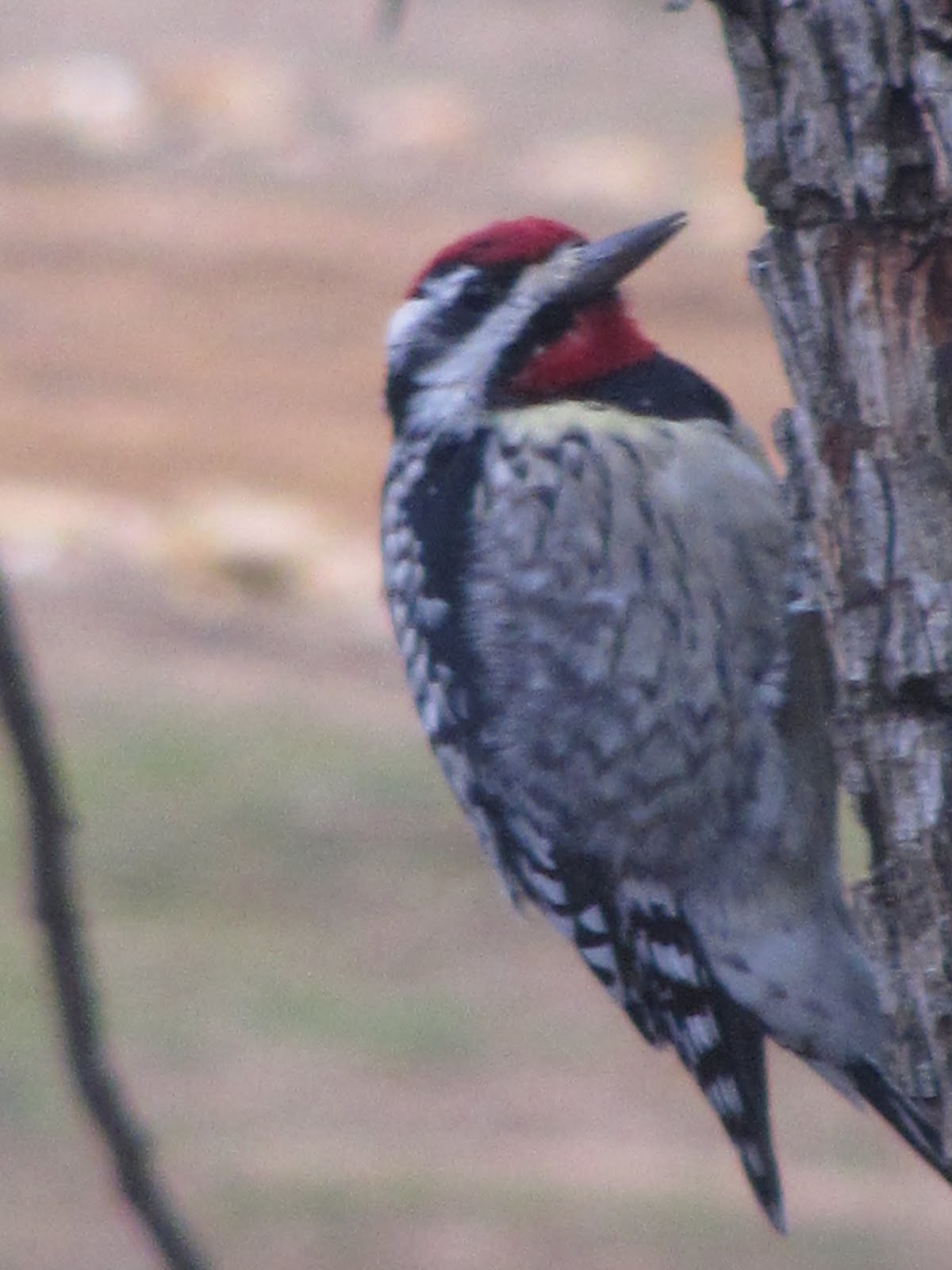 [wood+pecker+026.jpg]