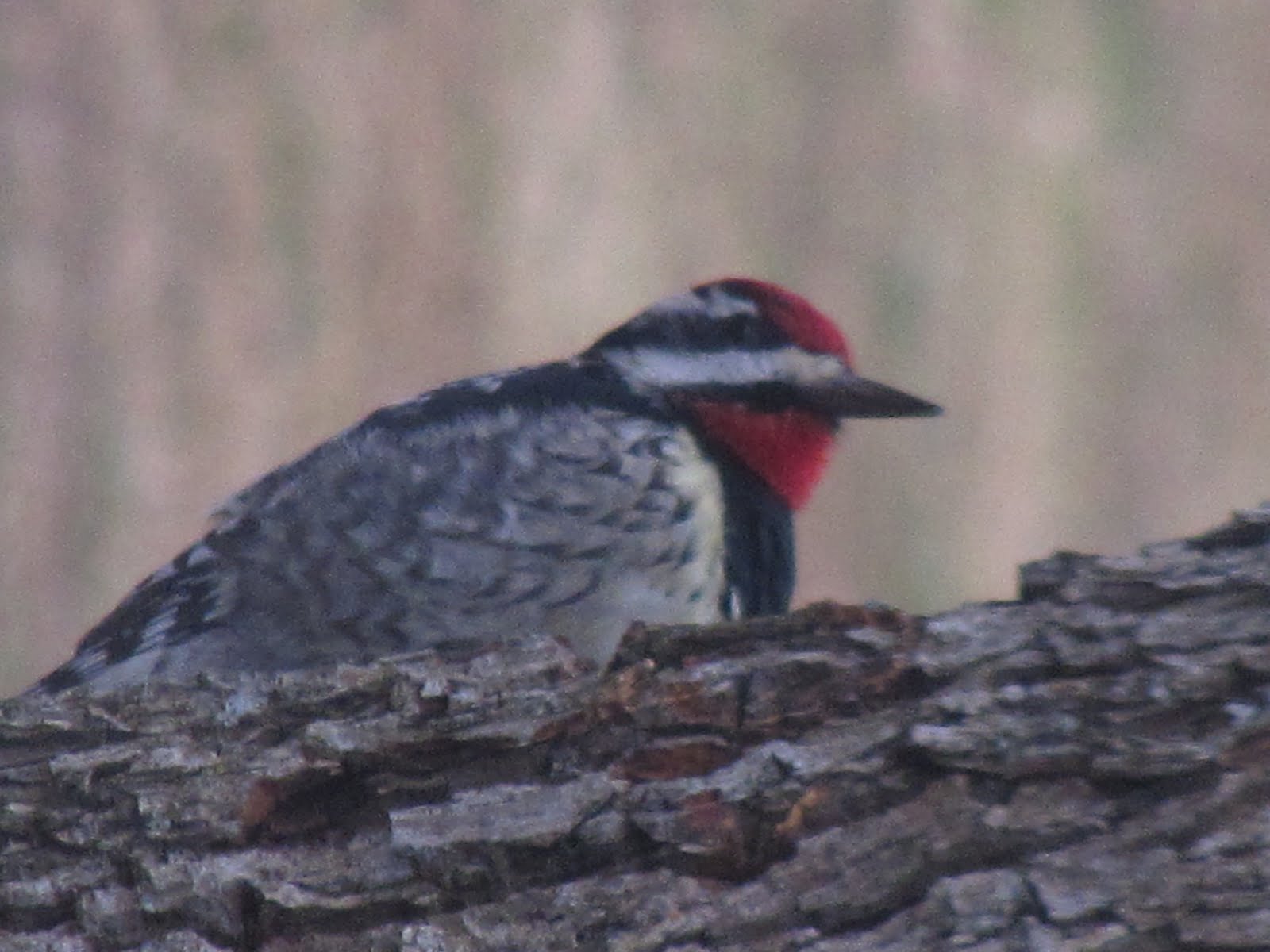 [wood+pecker+022.jpg]