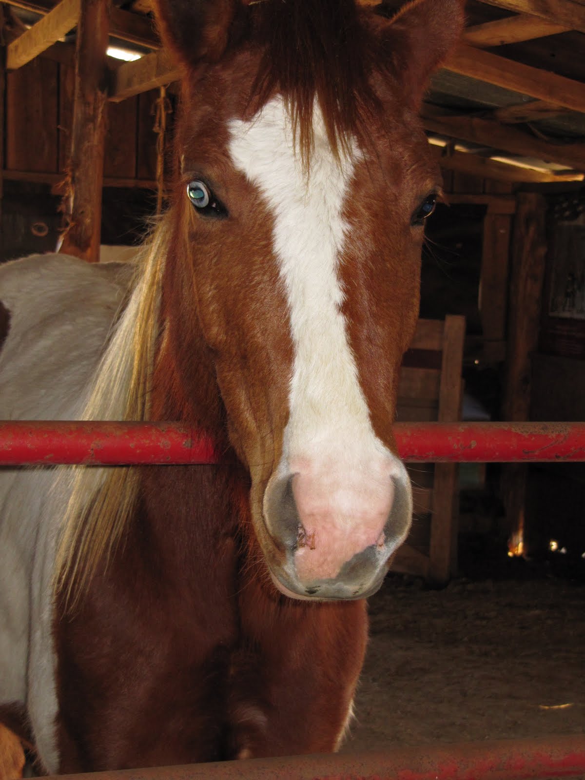 [horsesbarn+009.jpg]