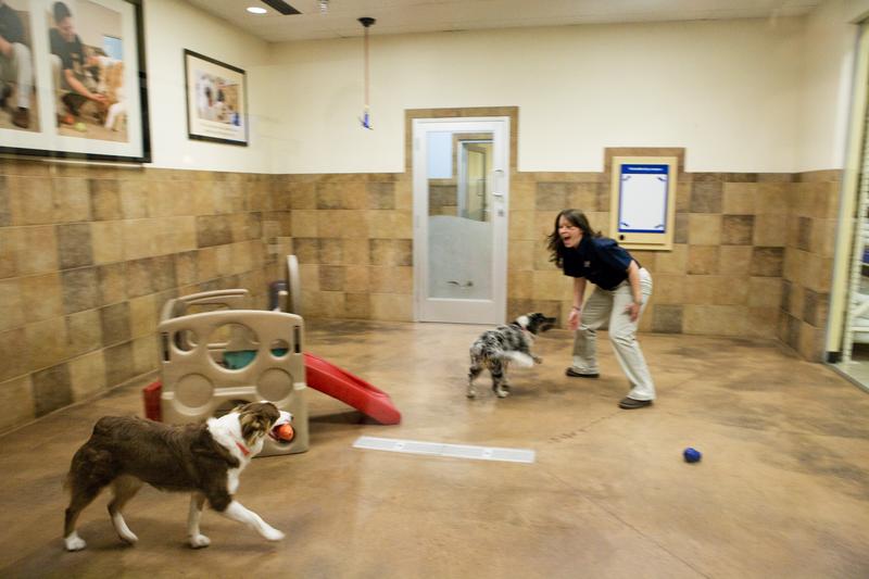 The Theurings PetsHotel (this is considered a job?)