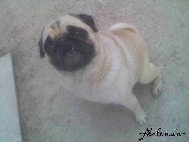 Deseo decir... (INDICE)