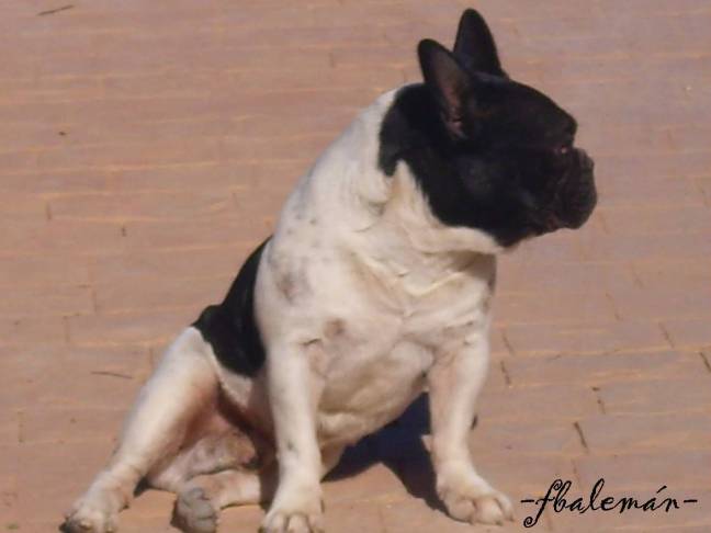 TEORIA OGM (V) ONDIGRAVIMATERIA Y CAMPO ELÉCTRICO