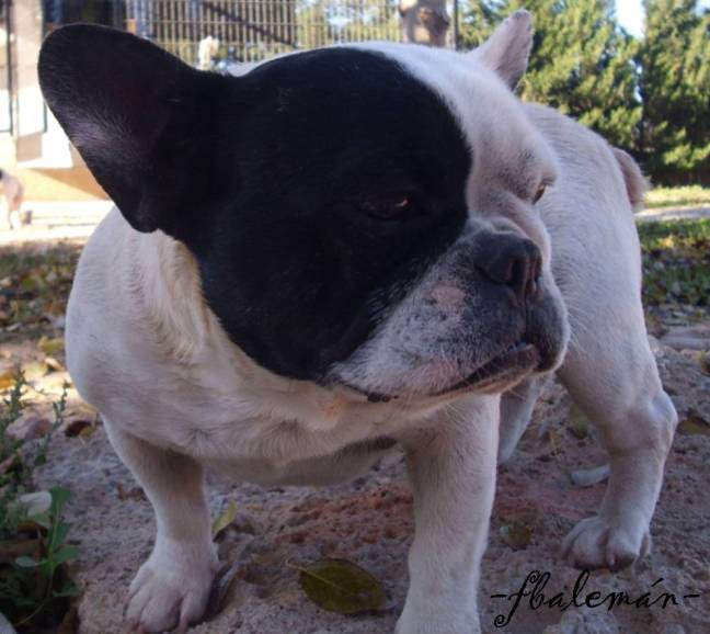 Opiniones y comentarios (INDICE DE ENTRADAS)