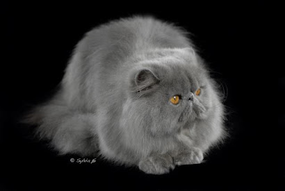 Skyland's Tyson of Sharzad - Pure Persian -