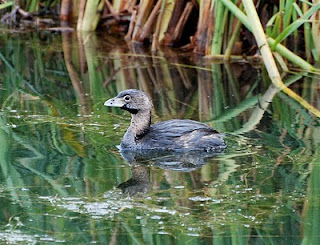 Pied-Billed Grebe