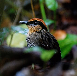 Rufous-Crowned Antpitta Male