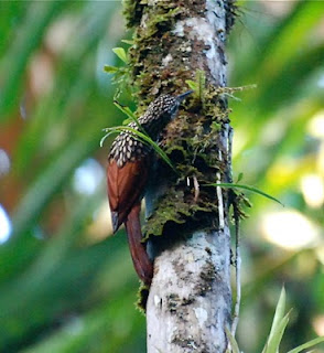 Black-Striped Woodcreeper