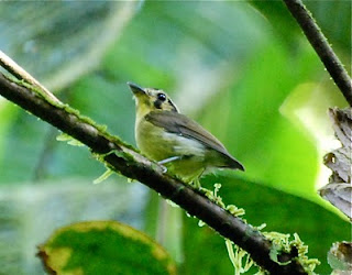 Golden-Crowned Spadebill