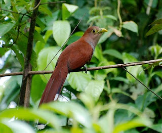 Squirrel Cuckoo