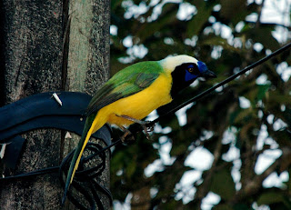 Inca Jay
