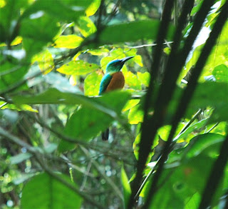 Great Jacamar