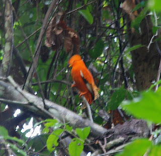 Guianan Cock-of-the-Rock