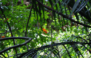 Guianan Cock-of-the-Rock Lek