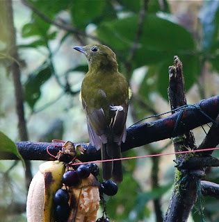 Olivaceous Piha