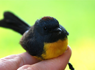 Slate-Throated Whitestart