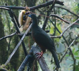 Sickle-Winged Guan Male