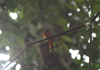 Coppery-Chested Jacamar