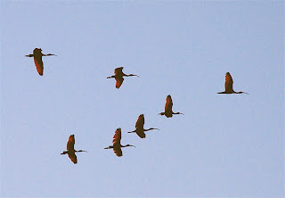 Scarlet Ibis