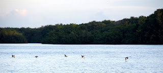 Tricolored Heron