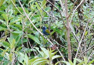 Blue-Capped Tanager