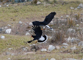 Mountain Caracara