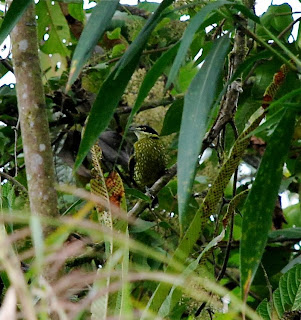 Scaled Fruiteater Male