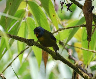 Moss-Backed Tanager