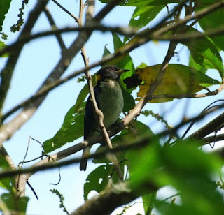 Golden-Collared Honeycreeper