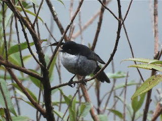 Black-Backed Bush-Tanager