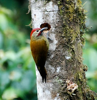 Golden-Olive Woodpecker