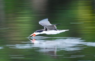 Black Skimmer