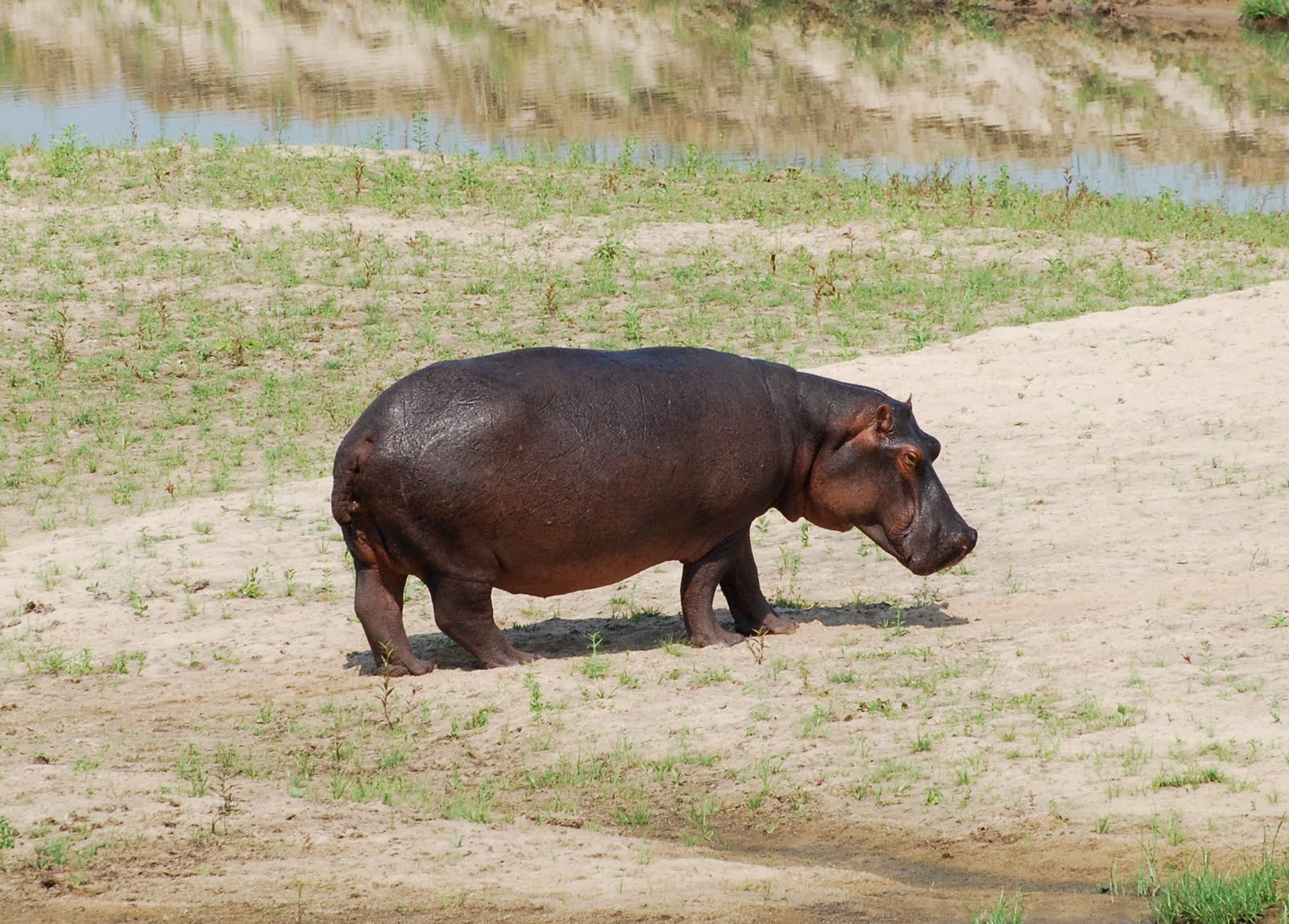 Wild Hippopotamus Wallpaper Wild Animal Walpaper