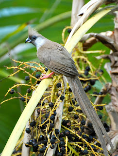 Speckled Mousebird