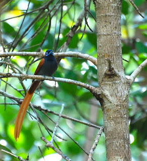 African Paradise Flycatcher