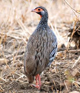 Red-Necked Spurfowl