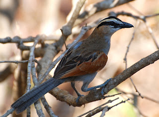 Black-Crowned Tchagra