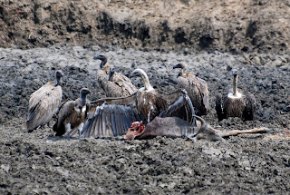 African White-Backed Vultures