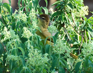 Yellow-Bellied Greenbull