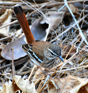 White-Browed Scrub-Robin