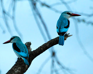 Woodland Kingfisher