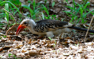Red-Billed Hornbill