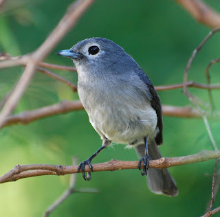 White-eyed Slaty Flycatcher