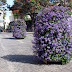 flowers in City Hall of Funchal