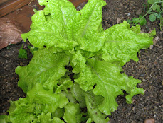 luscious lettuce
