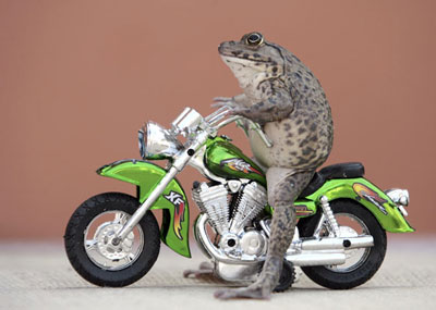 [sapo_motoqueiro.jpg]