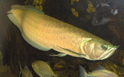 3 10 ikan prasejarah yang masih ada hingga sekarang